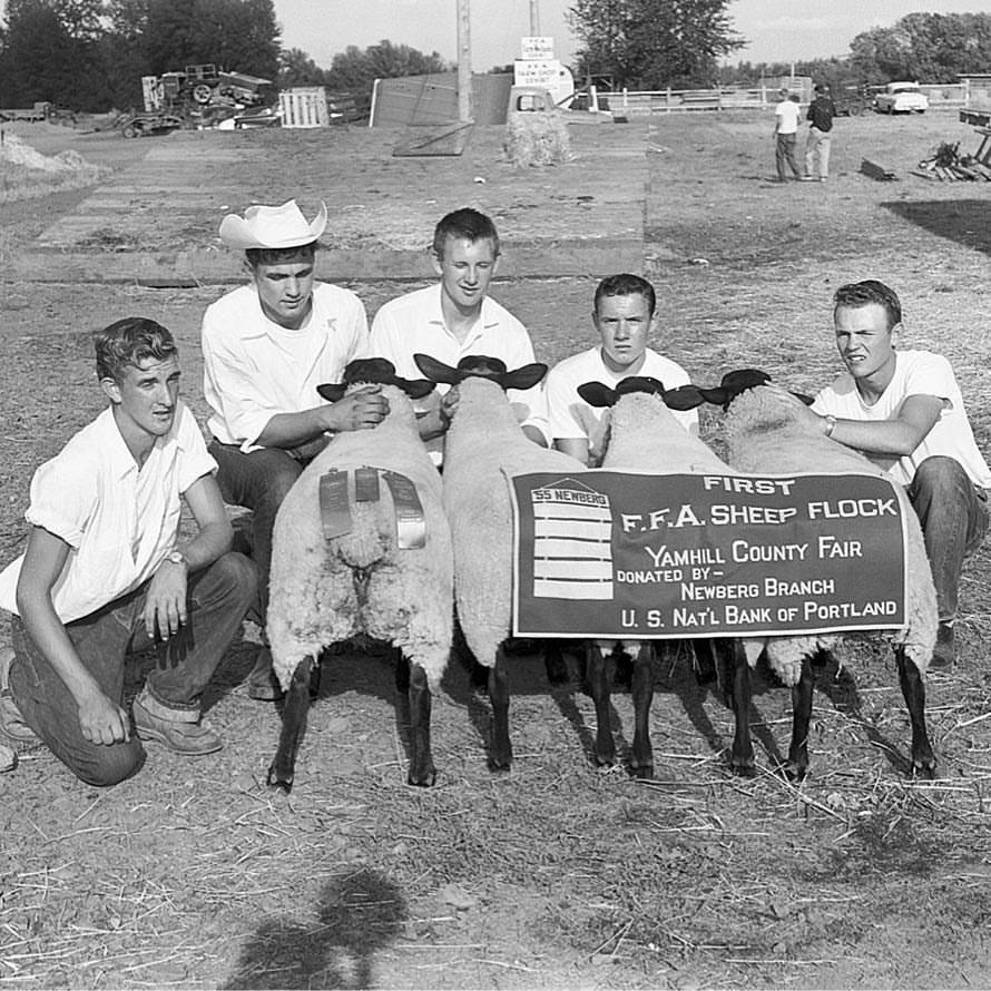 Five young men crouching down by sheep.